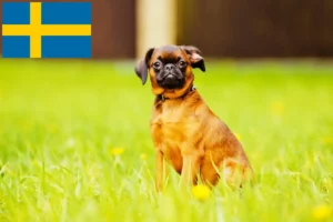 Read more about the article Petit Brabançon tenyésztők és kiskutyák Svédországban