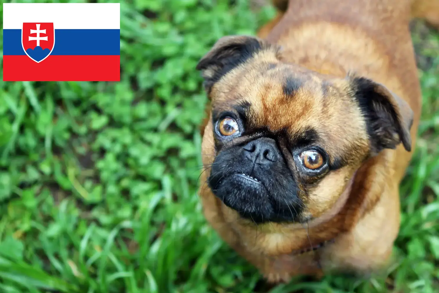 Petit Brabançon kiskutyák és tenyésztők Szlovákia Itt talál Petit Brabançons tenyésztőket Szlovákiában.
