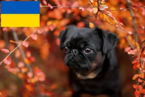 Read more about the article Petit Brabançon tenyésztők és kiskutyák Ukrajnában