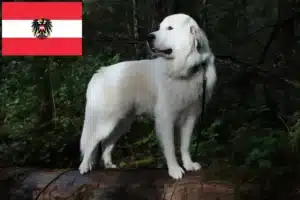 Read more about the article Pireneusi hegyikutya tenyésztők és kölykök Ausztriában