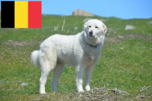 Read more about the article Pireneusi hegyikutya tenyésztők és kölykök Belgiumban