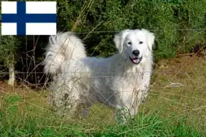 Read more about the article Pireneusi hegyikutya tenyésztők és kölykök Finnországban