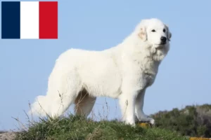 Read more about the article Pireneusi hegyikutya tenyésztők és kölykök Franciaországban