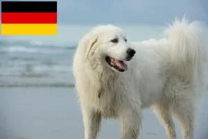 Read more about the article Pireneusi hegyikutya tenyésztők és kölykök Németországban