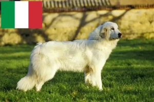 Read more about the article Pireneusi hegyikutya tenyésztők és kölykök Olaszországban