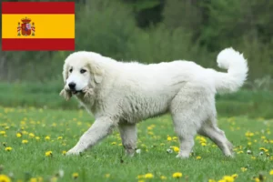 Read more about the article Pireneusi hegyikutya tenyésztők és kölykök Spanyolországban