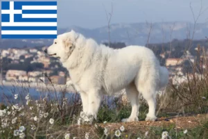 Read more about the article Pireneusi hegyikutya tenyésztők és kölykök Görögországban