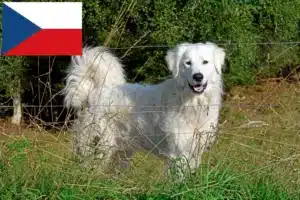 Read more about the article Pireneusi hegyikutya tenyésztők és kölykök Csehországban