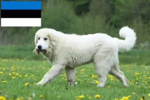 Read more about the article Pireneusi hegyikutya tenyésztők és kölykök Észtországban