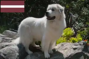 Read more about the article Pireneusi hegyikutya tenyésztő és kölykök Lettországban