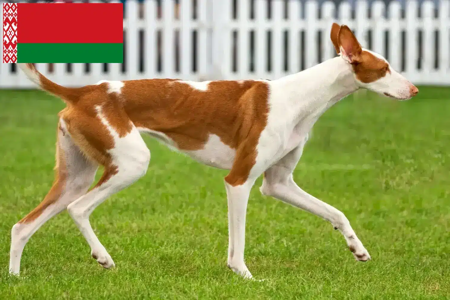 Podenco kölyökkutyák és tenyésztők Fehéroroszország Fehéroroszországi Podencos tenyésztőket itt találsz.