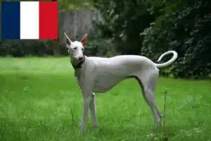 Read more about the article Podenco tenyésztők és kiskutyák Franciaországban