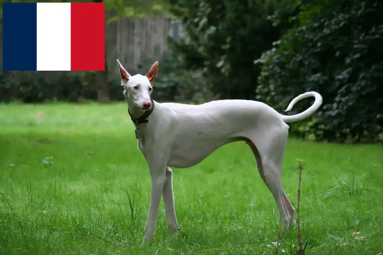 Read more about the article Podenco tenyésztők és kiskutyák Franciaországban