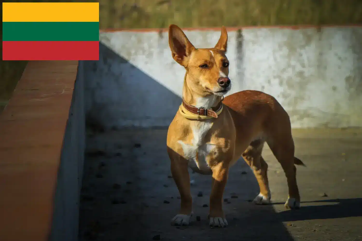 Podenco kiskutyák és tenyésztők Litvánia Litvániában található Podencos tenyésztőket itt találja.