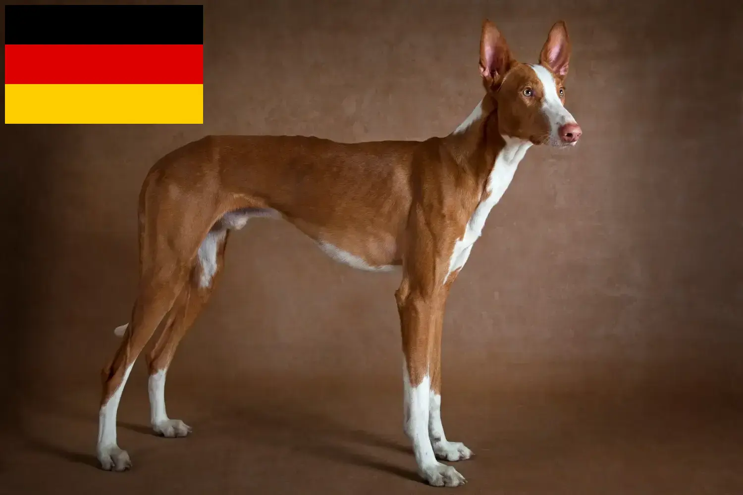 Podenco kiskutyák és tenyésztők Németország Itt megtalálja a németországi Podencos tenyésztőket.