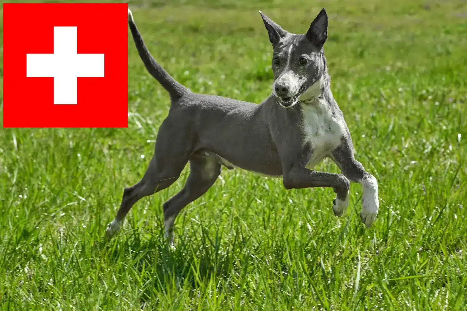 Podenco kiskutyák és tenyésztők Svájc Itt megtalálja a Podencos tenyésztőket Svájcban.