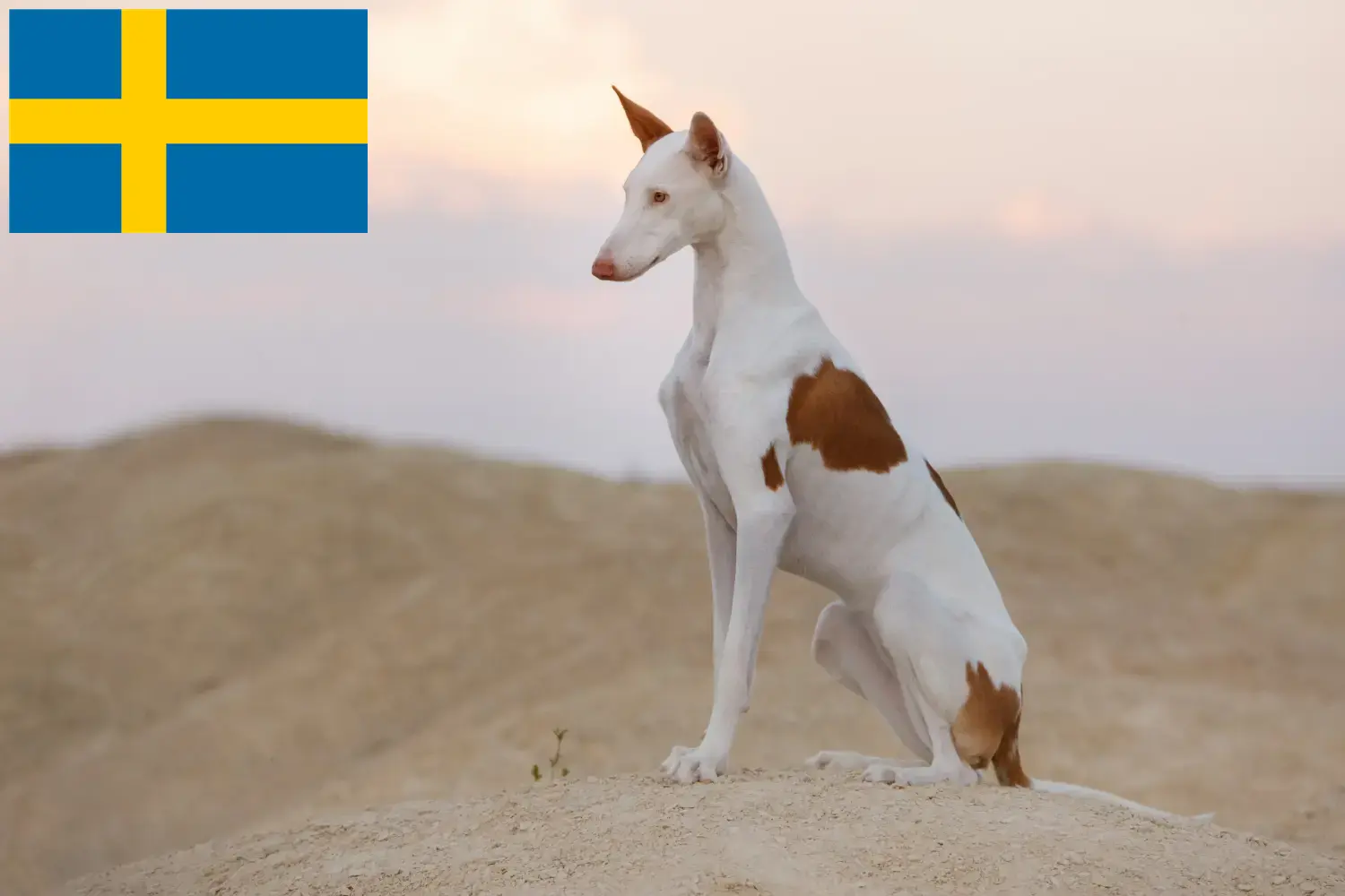 Podenco kiskutyák és tenyésztők Svédországban Podencos tenyésztőket Svédországban itt találsz.