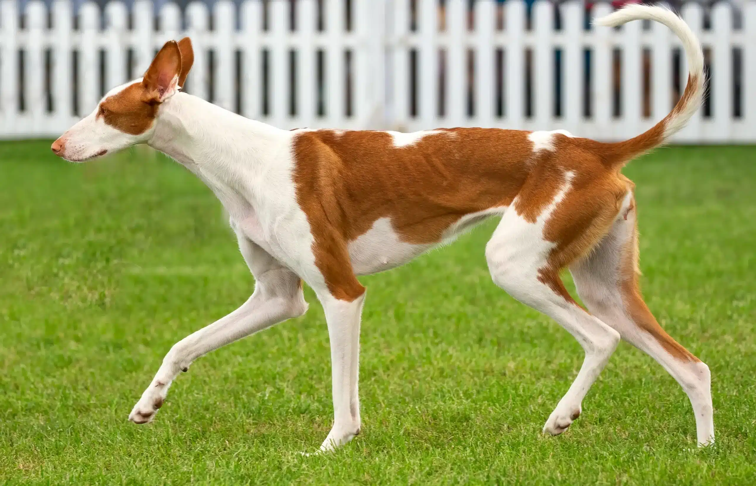 Read more about the article Podenco tenyésztő