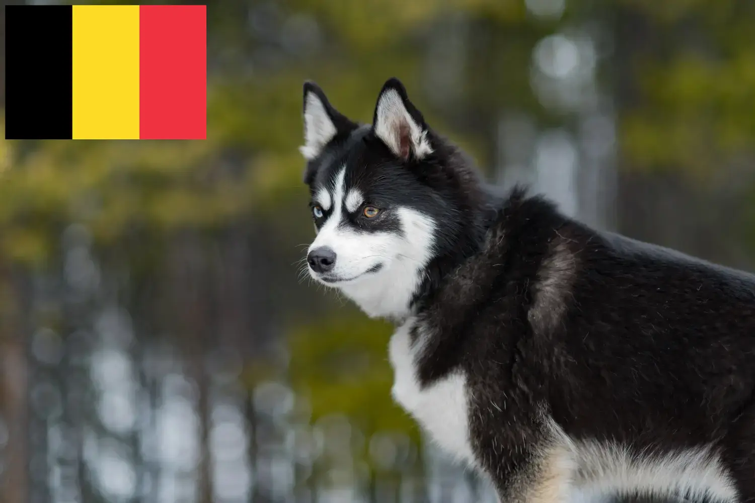 Pomsky kölykök és tenyésztők Belgium Itt találhat Pomskys tenyésztőket Belgiumban.