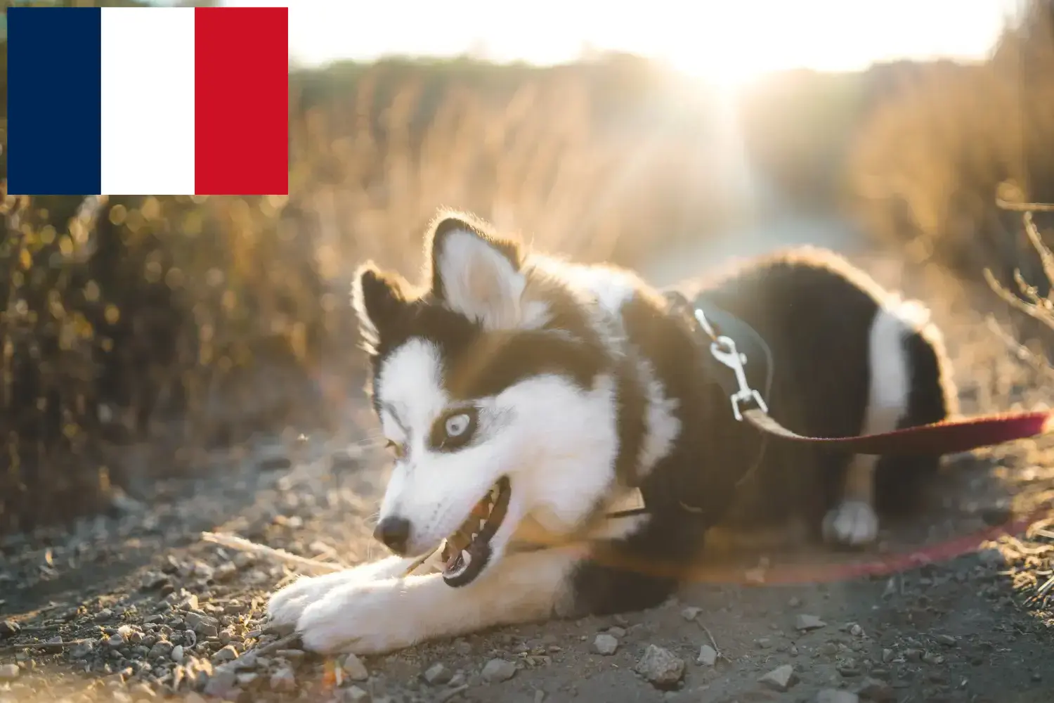 Pomsky kölykök és tenyésztők Franciaország Itt találhat Pomsky tenyésztőket Franciaországban.