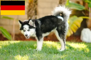 Read more about the article Pomsky tenyésztők és kölykök Németországban