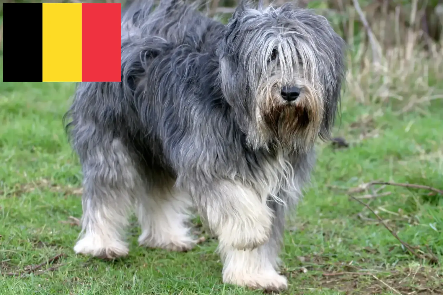 PON kölykök és tenyésztők Belgium Itt találhat PONs tenyésztőket Belgiumban.