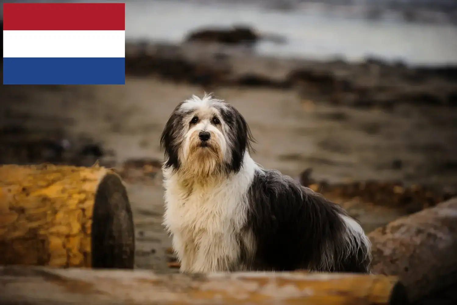 PON kölykök és tenyésztők Hollandia Itt megtalálja a hollandiai PON-tenyésztőket.