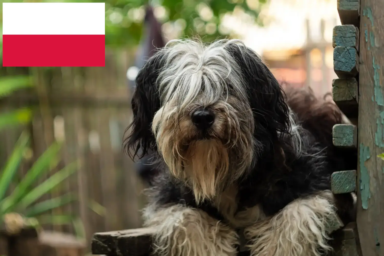 PON kiskutyák és tenyésztők Lengyelország Itt megtalálja a lengyelországi PON tenyésztőket.