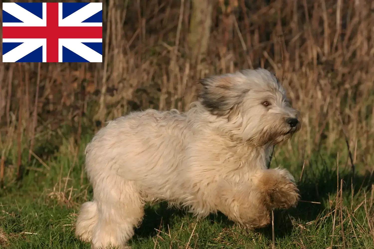 PON kiskutyák és tenyésztők Nagy-Britannia Itt találhat PON tenyésztőket Nagy-Britanniában.