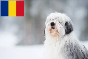 Read more about the article PON tenyésztők és kiskutyák Romániában