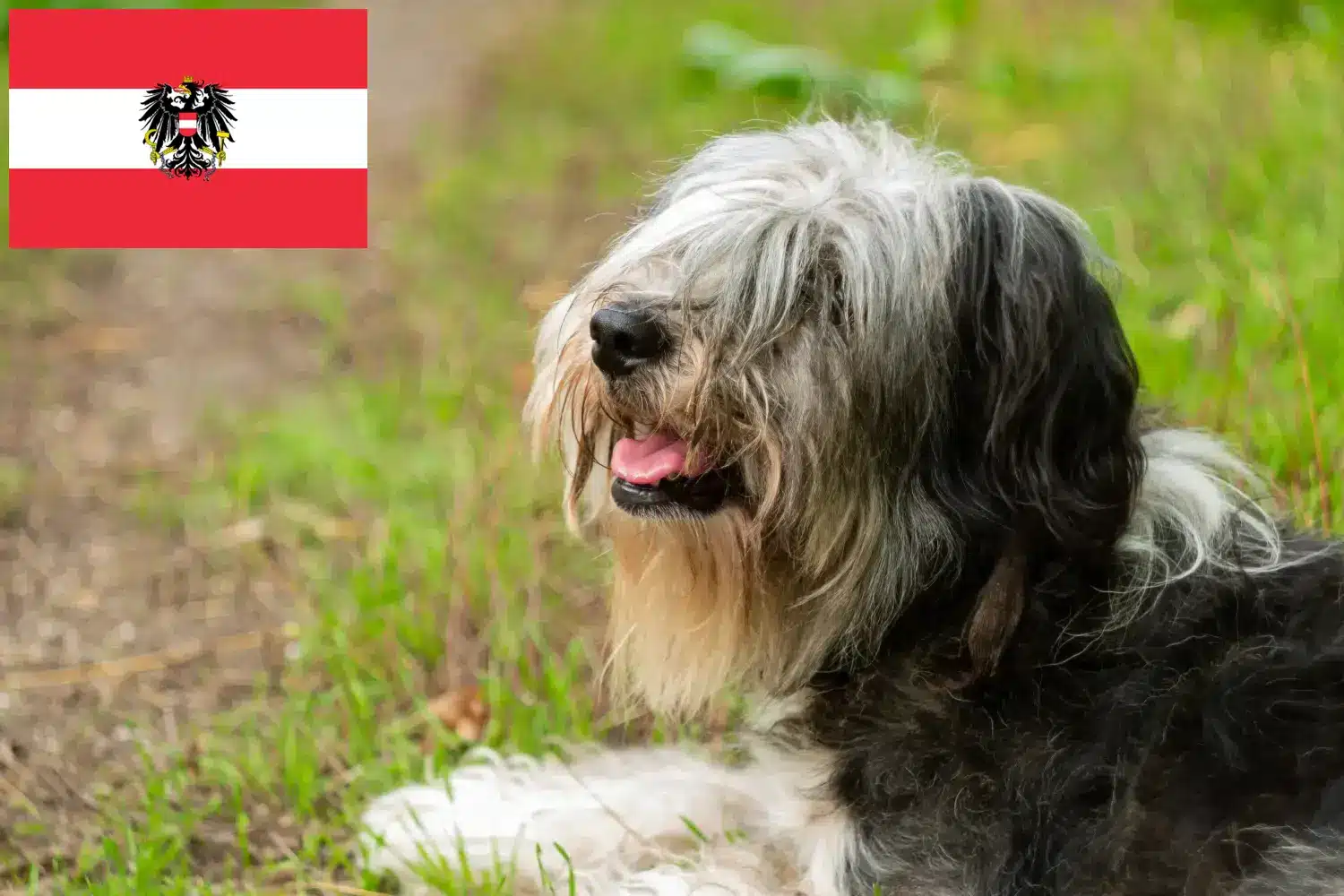PON kölykök és tenyésztők Ausztria Itt megtalálhatja a PONs tenyésztőket Ausztriában.