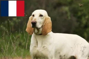 Read more about the article Porcelaine tenyésztők és kiskutyák Franciaországban