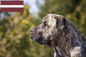 Read more about the article Presa Canario tenyésztők és kölykök Lettországban