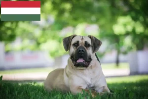 Read more about the article Presa Canario tenyésztők és kölykök Magyarországon