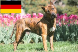 Read more about the article Presa Canario tenyésztők és kölykök Németországban