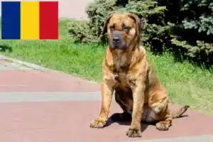 Read more about the article Presa Canario tenyésztők és kölykök Romániában