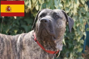 Read more about the article Presa Canario tenyésztők és kölykök Spanyolországban