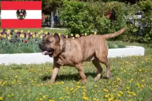 Read more about the article Presa Canario tenyésztők és kölykök Ausztriában