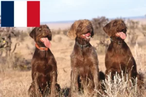 Read more about the article Pudelpointer tenyésztők és kölykök Franciaországban
