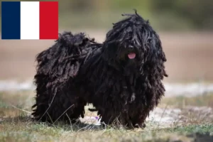 Read more about the article Puli tenyésztők és kölykök Franciaországban