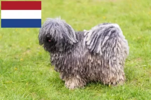 Read more about the article Puli tenyésztők és kölykök Hollandiában