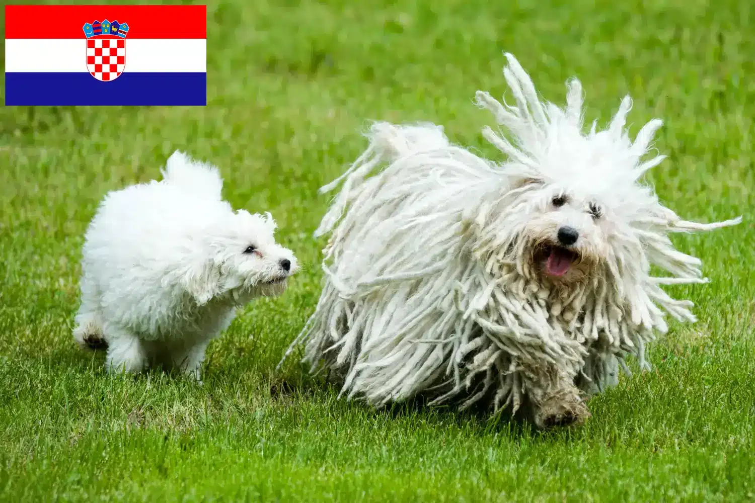 Puli kiskutyák és tenyésztők Horvátország Itt találhat Pulis tenyésztőket Horvátországban.