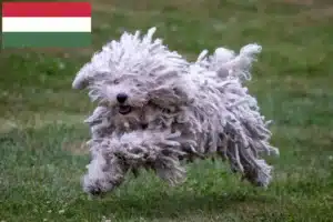 Read more about the article Puli tenyésztők és kiskutyák Magyarországon
