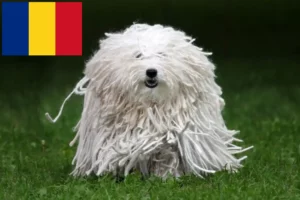 Read more about the article Puli tenyésztők és kiskutyák Romániában