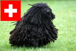 Read more about the article Puli tenyésztők és kiskutyák Svájcban