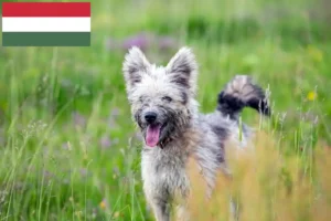 Read more about the article Pumi tenyésztők és kiskutyák Magyarországon