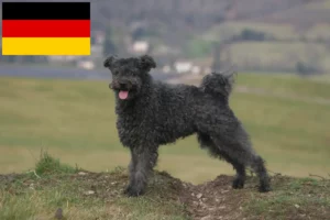 Read more about the article Pumi tenyésztők és kiskutyák Németországban
