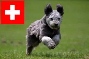 Read more about the article Pumi tenyésztők és kiskutyák Svájcban