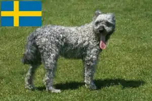 Read more about the article Pumi tenyésztők és kölykök Svédországban