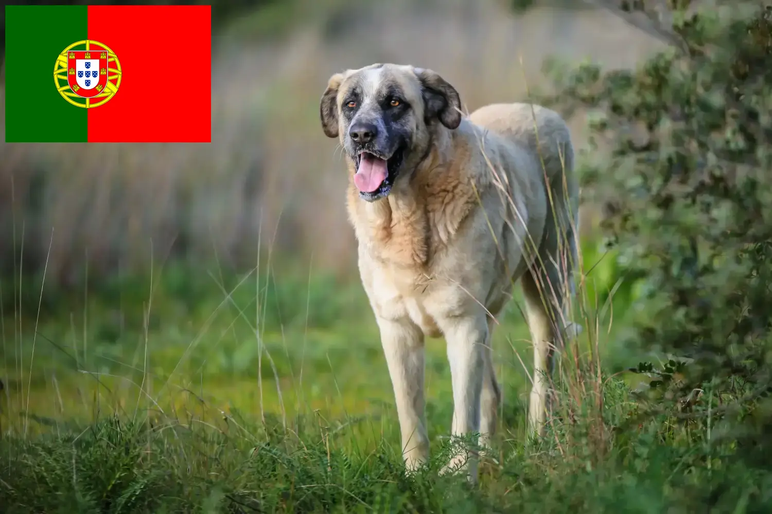 Rafeiro do Alentejo kiskutyák és tenyésztők Portugália Itt talál Rafeiro do Alentejos tenyésztőket Portugáliában.